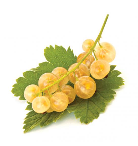 Ribes rubrum Werdavia C2 Lit. 40-60 cm (23963)