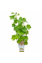 Ribes rubrum Werdavia C2 Lit. 30-40 cm