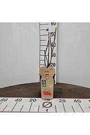 Ribes rubrum Junifer C2 Lit. 30-40 cm BIO