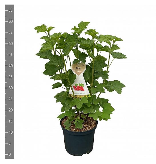Ribes rubrum Jonkheer van Tets C5 Lit. 40-60 cm