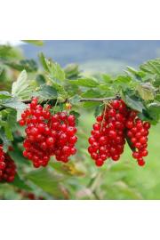 Ribes rubrum Jonkheer van Tets C3 Lit. Na steblu 90 cm (24014)
