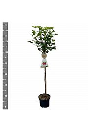 Ribes rubrum Jonkheer van Tets C5 Lit. Na steblu 90 cm