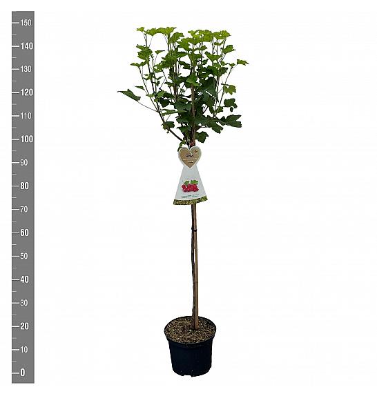 Ribes rubrum Jonkheer van Tets C5 Lit. Na steblu 90 cm