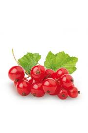 Ribes rubrum Jonkheer van Tets C3 Lit. 40-60 cm