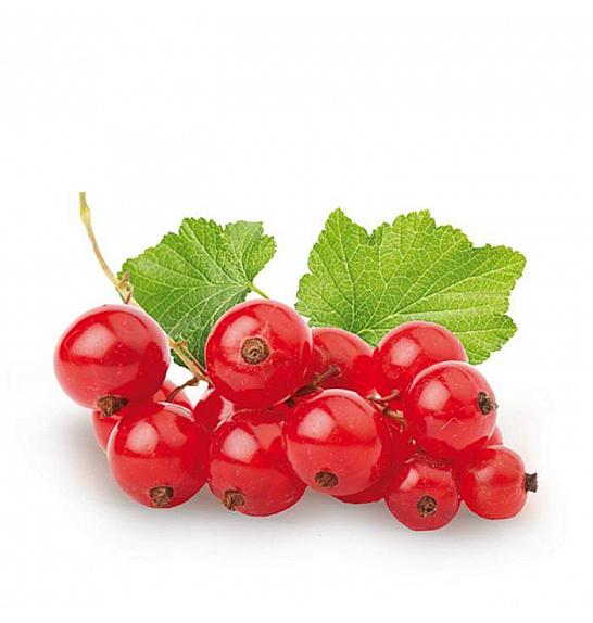 VE-BO FRUIT Ribes rubrum Jonkheer van Tets
