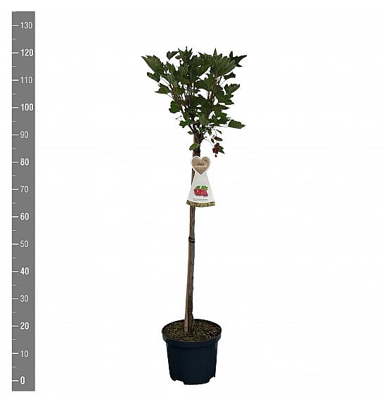 Ribes rubrum Jonkheer van Tets C5 Lit. Na steblu 60 cm