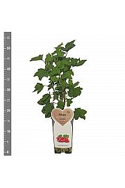 Ribes rubrum Jonkheer van Tets C2 Lit. 30-40 cm