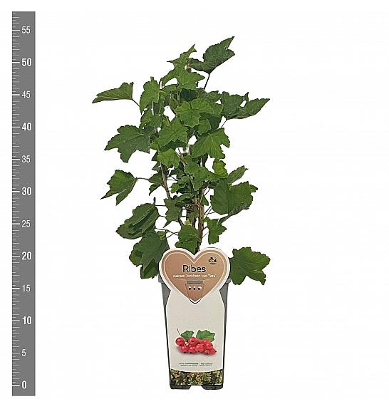Ribes rubrum Jonkheer van Tets C2 Lit. 30-40 cm