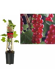 Ribes rubrum Jonkheer van Tets C1,5 Lit. 30-40 cm