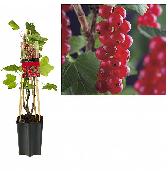 Ribes rubrum Jonkheer van Tets C1,5 Lit. 30-40 cm