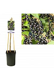 Ribes nigrum Titania C2,5 Lit. 40-60 cm