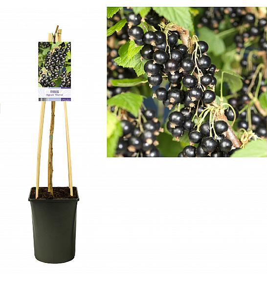 Ribes nigrum Titania C2,5 Lit. 40-60 cm