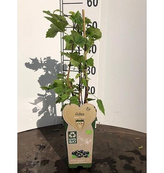 Ribes nigrum Titania C2 Lit. 30-40 cm BIO