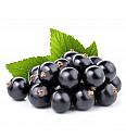 Ribes nigrum Titania C2 Lit. 40-60 cm (25105)