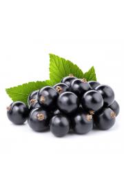 Ribes nigrum Titania C2 Lit. 40-60 cm (25105)