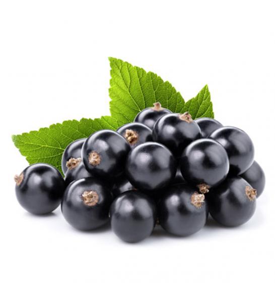 Ribes nigrum Titania C2 Lit. 40-60 cm (25105)