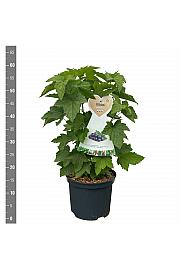 Ribes nigrum Kristin C5 Lit. 40-60 cm