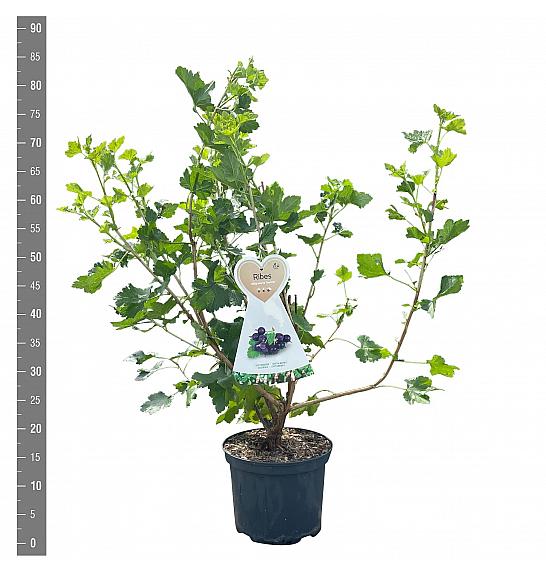 Ribes nigrum Jostine C5 Lit. 40-60 cm