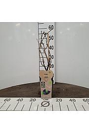 Ribes nidigrolaria Jostabes C2 Lit. 30-40 cm BIO