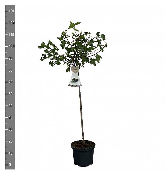 Ribes nidigrolaria Josta C5 Lit. Na steblu 60 cm