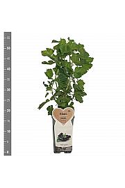 Ribes nidigrolaria Josta C2 Lit. 30-40 cm