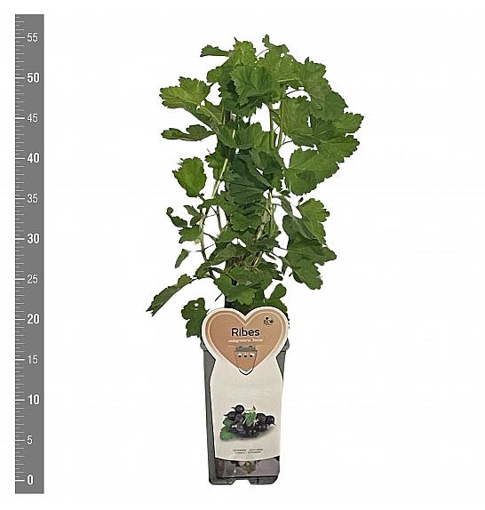 Ribes nidigrolaria Josta C2 Lit. 30-40 cm
