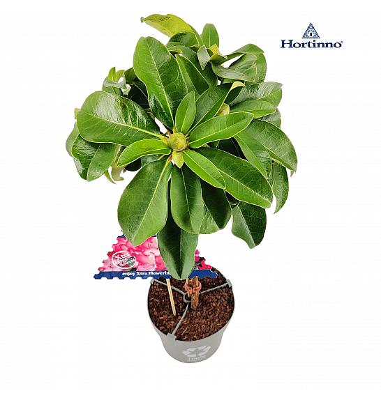 Rhododendron hybrid XXL C3 Lit. Na steblu 30 cm