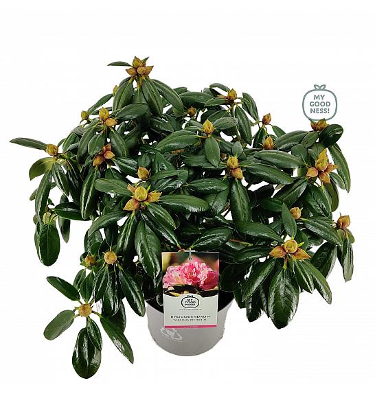 Rhododendron hybrid Virginia Richard C5 Lit. 40-50 cm