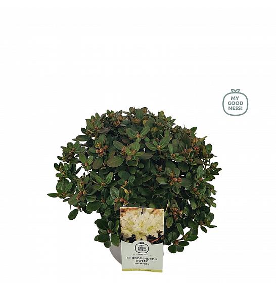 Rhododendron hybrid Shamrock C4 Lit. 25-35 cm