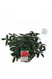 Rhododendron hybrid Scarlet Wonder C4 Lit. 25-35 cm
