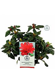 Rhododendron hybrid Scarlet Wonder C2 Lit. 20-25 cm