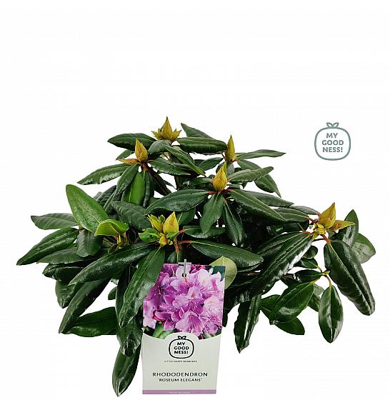 Rhododendron hybrid Roseum Elegans C2 Lit. 30-35 cm