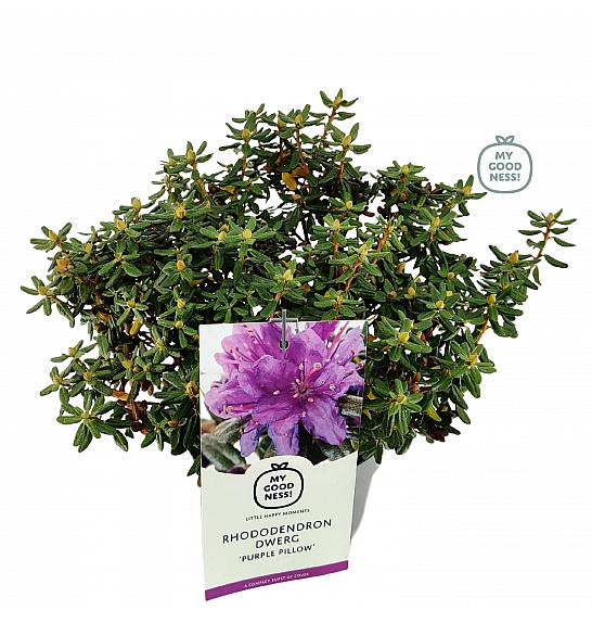 Rhododendron hybrid Purple Pillow C2 Lit. 20-25 cm