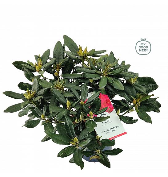 Rhododendron hybrid Nova Zembla C7,5 Lit. 50-60 cm
