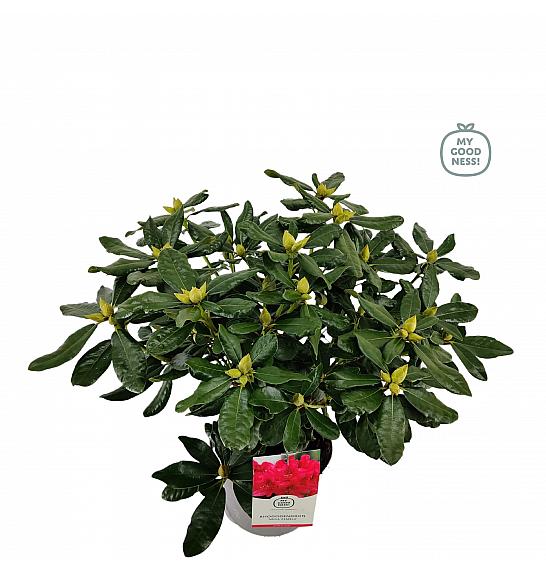 RODODENDRON LEY Rhododendron hybrid Nova Zembla