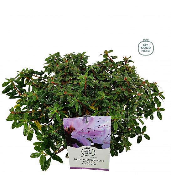 Rhododendron hybrid Moerheim C2 Lit. 20-25 cm
