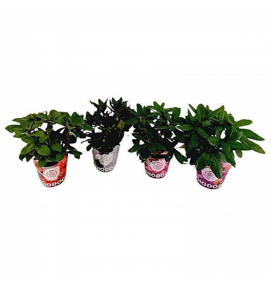 Rhododendron hybrid Mix potcover C2 Lit. 30-35 cm