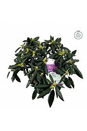 Rhododendron hybrid Marcel Menard C7,5 Lit. 50-60 cm