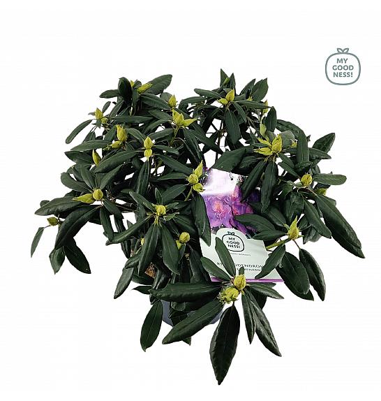 Rhododendron hybrid Marcel Menard C7,5 Lit. 50-60 cm