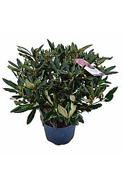 Rhododendron hybrid Marcel Menard C15 Lit. 70-80 cm
