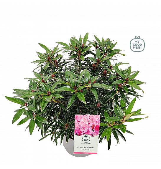 Rhododendron hybrid Graziella C5 Lit. 40-50 cm