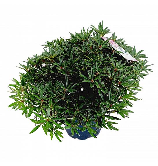 Rhododendron hybrid Graziella C15 Lit. 70-80 cm