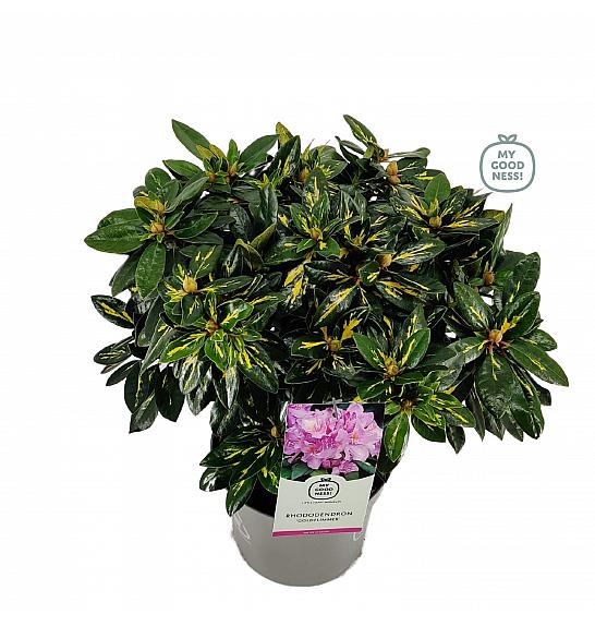 RODODENDRON LEY