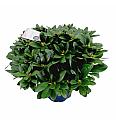 Rhododendron hybrid Cat. Grandiflorum C15 Lit. 70-80 cm