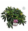 Rhododendron hybrid Blue Jay C5 Lit. 40-50 cm