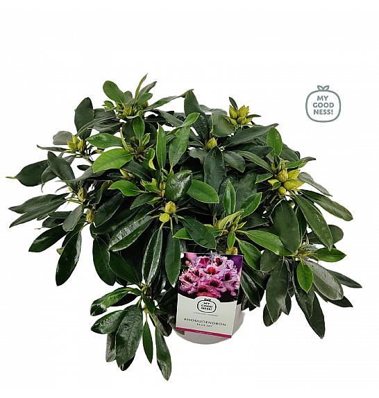 Rhododendron hybrid Blue Jay C5 Lit. 40-50 cm