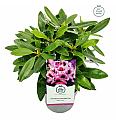 Rhododendron hybrid Blue Jay C2 Lit. 30-35 cm