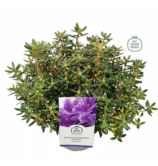 Rhododendron hybrid Azurika C2 Lit. 20-25 cm