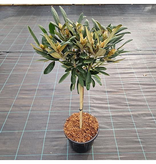 Rhododendron (Y) Clivia C18 Lit. Na steblu 60 cm