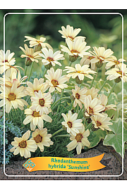 Rhodanthemum hybr. Sunshine Ø11